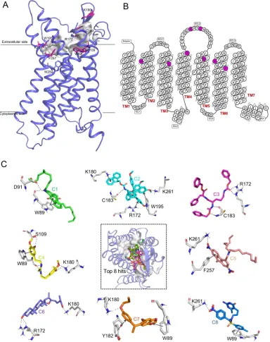Figure 7. Ligand binding landscape of GPR15 (A) The schematic graph of predicted binding site of GPR15