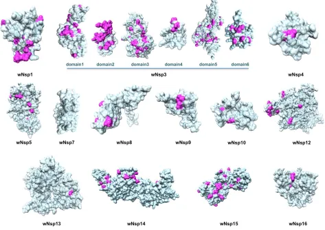 Figure 2. Structurally characterized non-structural proteins of SARS-CoV-2. Highlighted in pink are mutations found when aligning the proteins against their homologs from the closest related coronaviruses: human SARS, bat coronavirus, and another bat betac