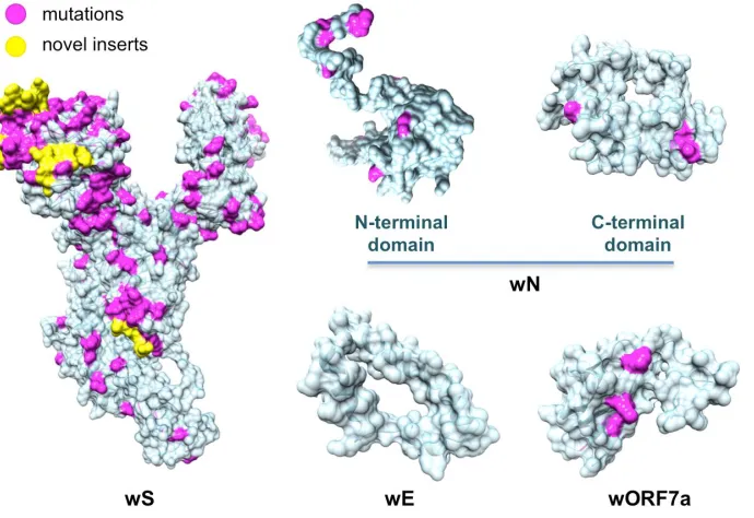 Figure 3. Structurally characterized structural proteins and an ORF of SARS-CoV-2. Highlighted in pink are mutations found when aligning the proteins against their homologs from the closest related coronaviruses: human SARS, bat coronavirus, and another ba