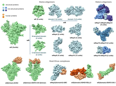 Figure 4. Structurally characterized intra-viral and host-viral protein-protein interaction complexes of SARS-CoV-2
