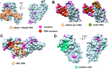 Figure 5. Evolutionary conservation of functional sites in SARS-CoV-2 proteins. A. Fully conserved protein binding sites (PBS, light orange) of wNsp12 in its interaction with wNsp7 and wNsp8 while other parts of the protein surface shows mutations (magenta