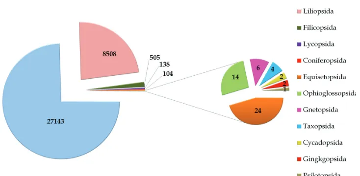Figure 1. Taxonomic coverage (as per classes) of the UNEX Herbarium.