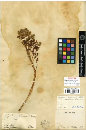 Figure 1. Holotype of Lepidium oleraceum var. serrulatum Thell.