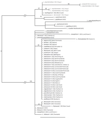 Figure 3. Maximum likelihood phylogeny of ITS as calculated in RaXML, showing the Lepidium ol-eraceum (black text) and L