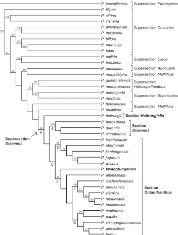 Figure 1. Strict consensus of two most parsimonious trees using ITS sequence data. Jackknife support above 50% listed above branches.