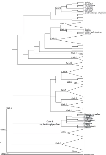Figure 3. A schematic molecular phylogeny of Anthurium showing major clades recovered by Carlsen and Croat (in press)
