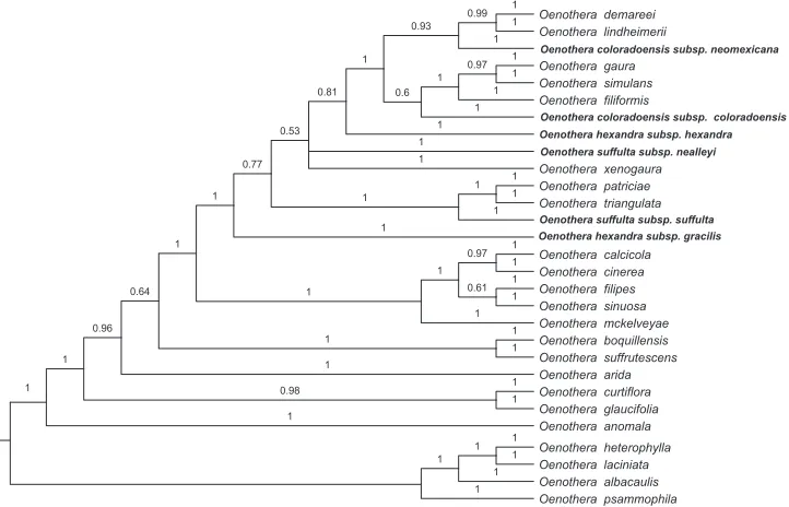 Figure 1. Portion of a Bayesian tree of clades of species of the other major clade (A) of nuclear sequences of Oenothera sect