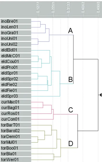 Figure 1. Phenogram produced from cluster analysis of three described and one putative species of (pink) Lepidosperma (β = -0.1)