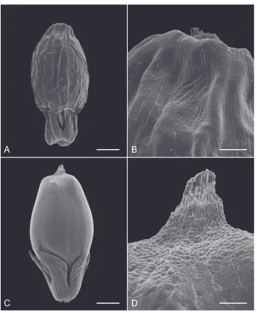 Figure 3. AScanning electron micrographs of fruit with perianth (A, C) and fruit apex (B, D)