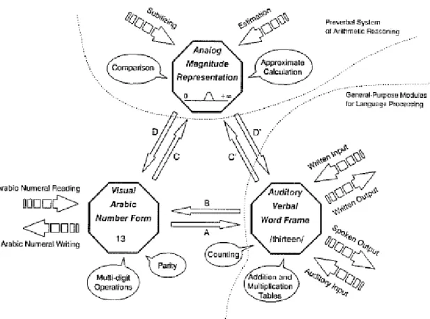 Figure 1.3. Dehaene’s Triple Code Model (Dehaene, 1992, p. 31). Three representations are  depicted as octagons