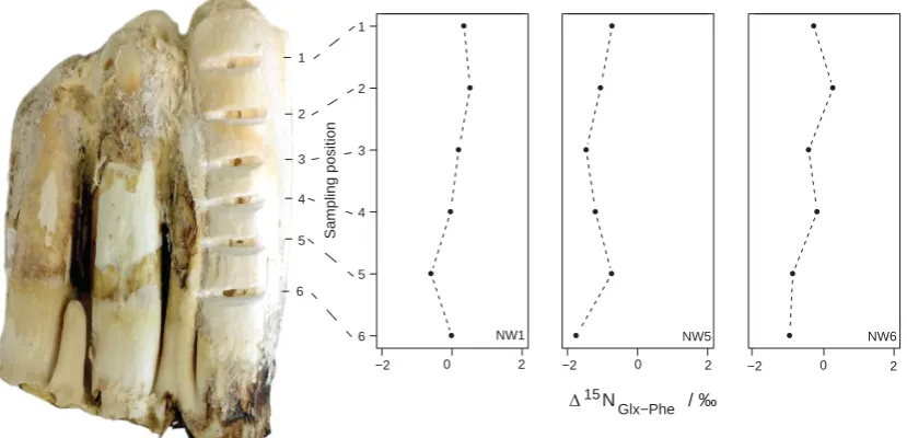 Figure 5. Variation of dentine AA Δ15NGlx-Phe values in sequentially sampled teeth. Six dentine samples were taken per tooth, withsampling position 1 closest to the crown of the tooth, formed earlier in the animal’s life, and position 6 closest to the enam