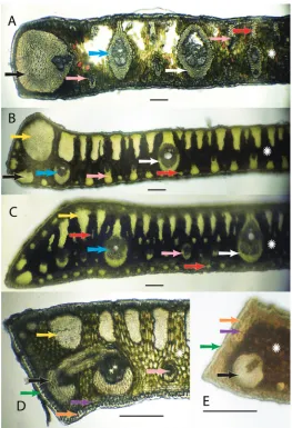 Figure 2. Anatomical characters. White arrows = major veins; Blue arrows = intermediate veins; Pink fiber bundles; Red arrows = minor fiber bundles; Green arrows = Cuticle; Orange arrows = epidermis; fiber bundle as being the largest along the adaxil surfa