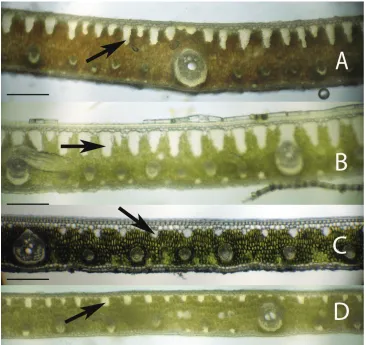Figure 4. Leaflet cross-sections of the Eastern Brazilian Clade of Bmulticellular fiber bundles that are a defining character of species of this clade: Syagrus species with arrows showing the A S