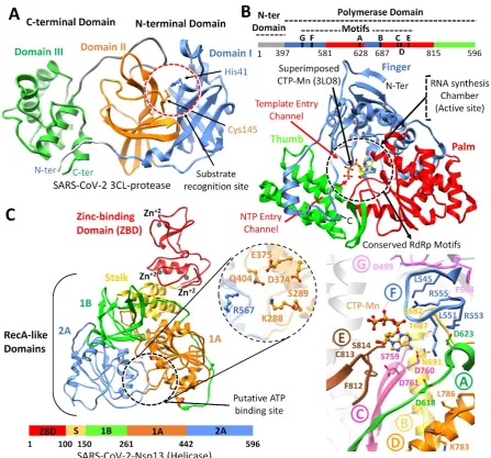 Figure 1: Structural representations of SARS-CoV-2 proteins. (A) Overall ribbon representation of SARS-CoV-2 main protease monomer composed of N-terminal domain I (cornflower blue) and domain II (orange), and C-terminal domain III (green)