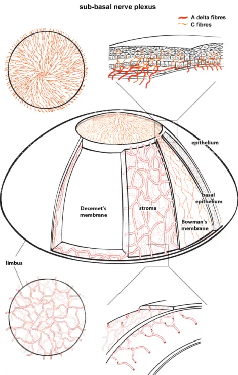 Figure  1:  Schematic  diagram  of  corneal  innervation  showing  a  cross-sectional  and  layered 1084 