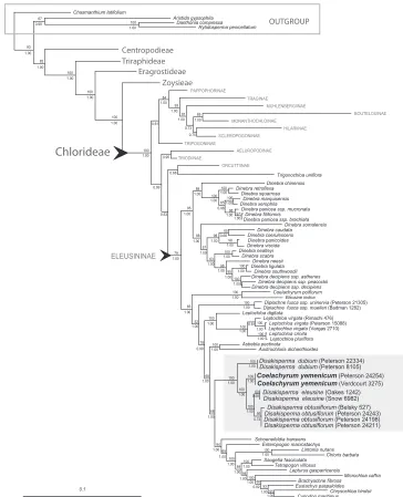 Figure 1. intron, values; numbers below branches represent posterior probabilities; gray highlighted area is the ma Phylogram of maximum-likelihood tree from analysis of combined plastid (rpL32-trnL, ndhA rps16 intron, and rps16-trnK) and ITS sequences