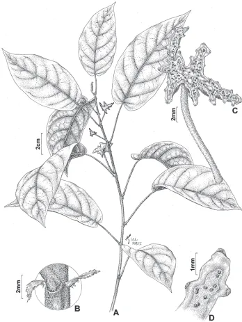 Figure 1. florescence, detail of coenanthium fringes and bracts on the angles of the coenanthium margin