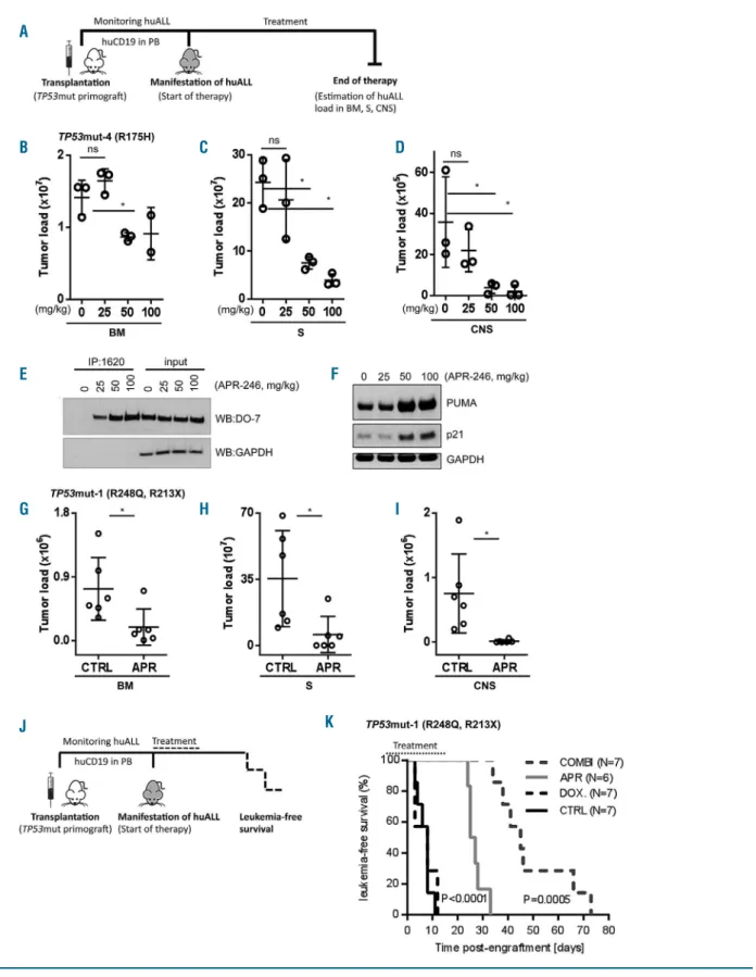 Figure 6. Anti-leukemia activity of APR-246 and synergy with genotoxic therapy in TP53-mutated acute lymphoblastic leukemia in vivo