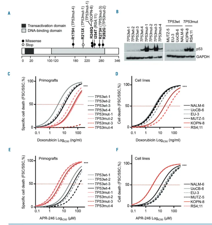 Figure 1. TP53-mutated acute lymphoblastic leukemias are DNA-damage resistant but sensitive to APR-246