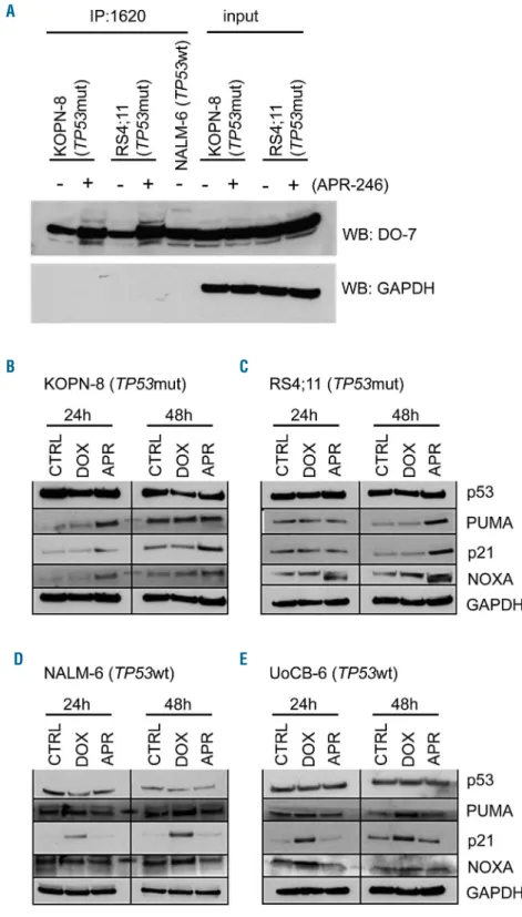 Figure 3. Conformational and functional restoration  of  mutant  p53  by  APR-246.