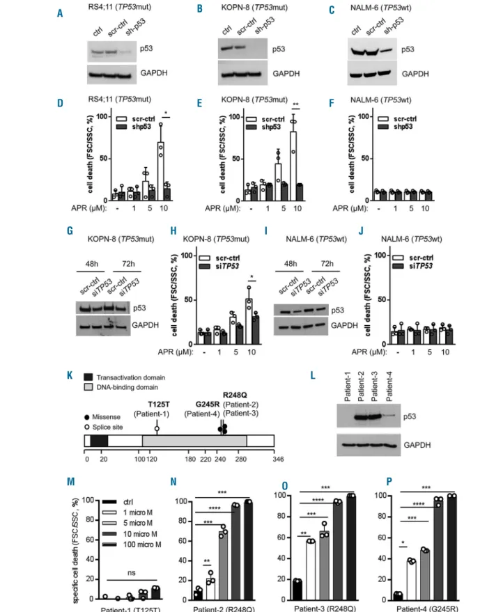 Figure 4. APR-246 activity depends on mutant p53. (A-C) Stable lentiviral shRNA-mediated p53 knockdown in TP53mut (RS4;11 and KOPN-8) and TP53wt (NALM- (NALM-6) cell lines