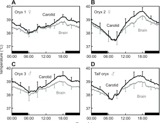 Fig.carotid blood (black line) temperatures for twofemale (A,B) and two male (C,D) oryx in April