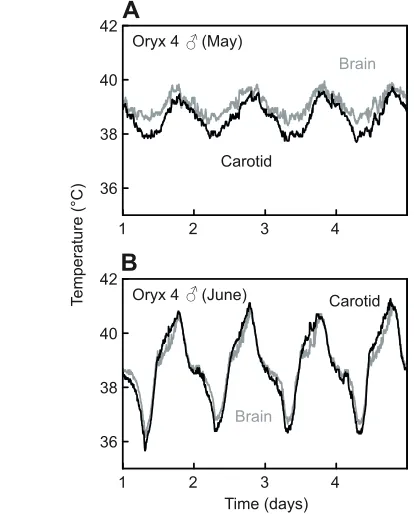 Table 3. Akaikeʼs Information Criterion (AIC) for the five best-fit mixed effects linear models incorporating the main factors that accounted forthe variability in average 24-h selective brain cooling
