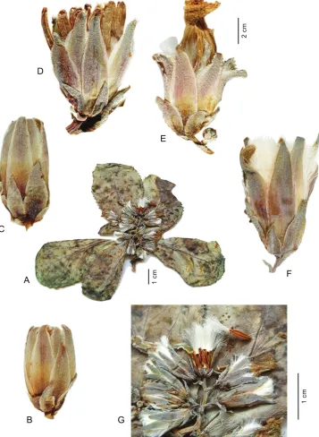 Figure 1. Lactuca denaensis – A habit, acaulescent form B–F capitula, all to the same scale, before flow-ering (B–D), with faded flowers (e), after flowering (F); G details of synflorescence, one capitulum at fruiting