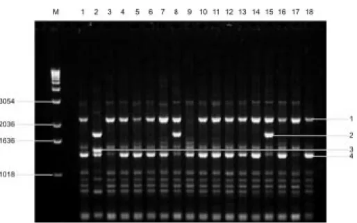 Figure 1. Electrophoretic pattern of DNA obtained with primer OPB-18 for the 18 clones of coffee tree differential hosts for Hemileia vastatrix