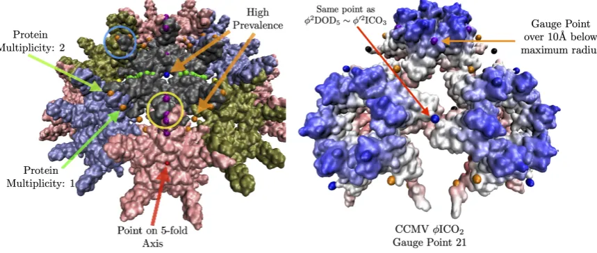 Figure 11. A section of the swollen CCMV capsid10 AA below the most external atoms, and the otherradially colored and ﬁt with φICO2