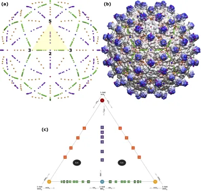 Figure 1. (a)(1qgt) capsid at their small possible distance from the protein surface. We will later see that the only admissibleThe volume bounded between these circles in known as the asymmetric unit (yellow)