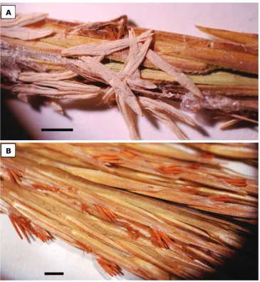 Figure 4. Anthers of bAnthers of splitting of the anthers is a good indicator of dehiscence