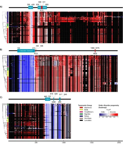Figure 1. Order–disorder propensity of RTT-causing proteins in chordates. Heat maps of order–disorder propensity were generated according to taxonomic position in the phylogenetic tree (rows) and multiple sequence alignment (columns)
