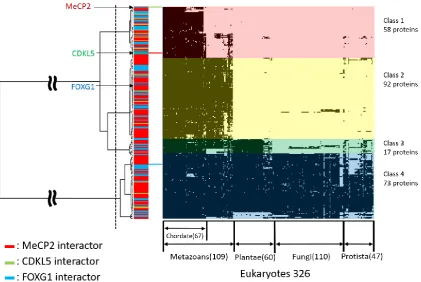 Figure 4. Phylogenetic profiling of MeCP2, CDKL5, and FOXG1 proteins and their interaction partners