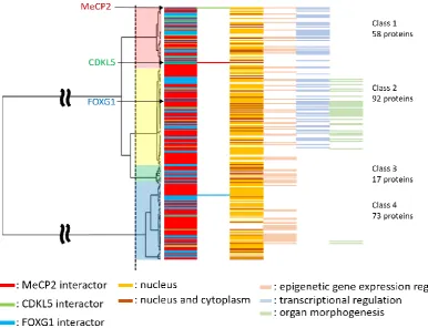 Figure 5. Subcellular localization and specific GO categories of human RTT-related proteins: Phylogenetic trees show interactors, subcellular localization, and specific GO categories for each protein