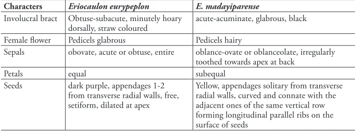 table 1. Comparison between Eriocaulon eurypeplon and E. madayiparense