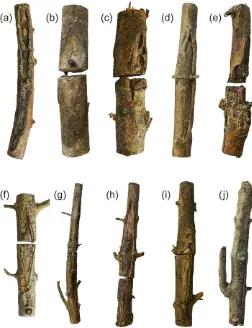 Figure 2 Canker symptoms likely to be caused by Hymenoscyphus fraxi-neus on dead ash trees planted in 1996 and detailed in Table 2