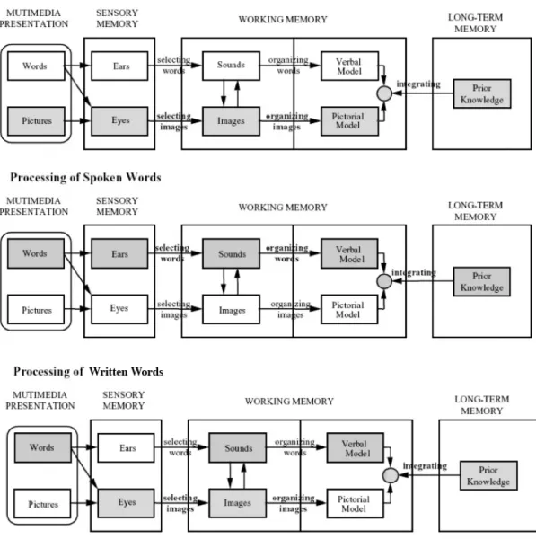 Figure 1. Cognitive processing of words and pictures (Mayer, 2005, p.43) 