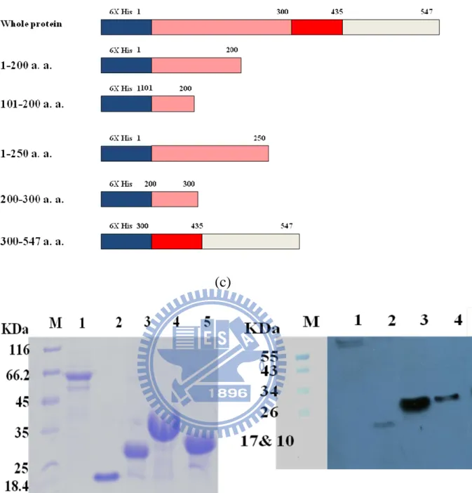 Figure  2:  The  expressionss  of  different  HpHSP60  fragments.  a)  The  figure  simply  showed  that  the  different  sequence  of  HpHSP60