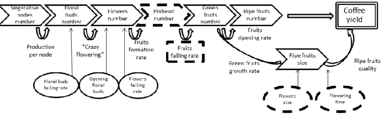 Figure  2.2.  Farmers’  knowledge  about  the  fruiting  cycle  and  yield  formation  of  the  coffee 