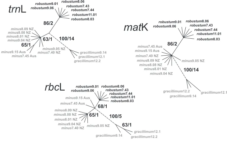 Figure 4. Comparison of median networks from independent analyses of es. Bootstrap values / the number of mutations distinguishing each haplotype