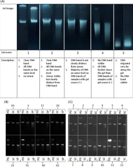 Fig 1. DNA integrity gels. (A) Illustrative DNA Integrity gels with gel scores. Example integrity gels for (B)Holstein Friesian cattle and (C) Soay sheep
