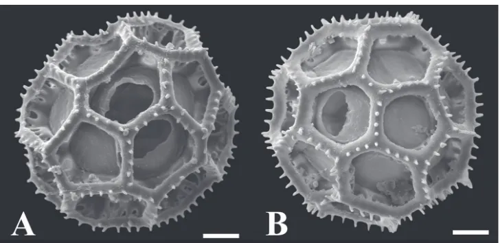 Figure 2. SEM micrographs, A Achene with glands and 10 ribs, B Abaxial leaf surface with cylindrical hairs and capitate glands.