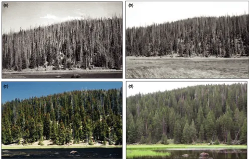 Figure 1. Rephotographic series showing forest recovery following a high- severity spruce beetle (Dendroctonus rufipennis) outbreak around Purple Lake, Utah, in the 1940s (Morris and Brunelle 2012)