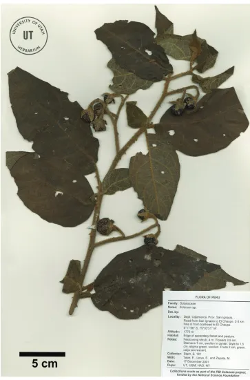 Figure 1. Isotype of Solanum rubicaule S.Stern [Stern et al. 181 (UT)].