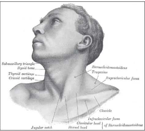 Figure 7.4: Anatomy of the neck showing suprasternal (jugular) notch [150] 