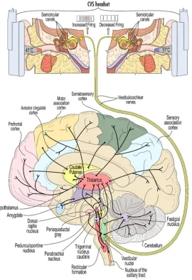 Figure 5 : A schematic view of some of the widespread connectivity of the vestibular system