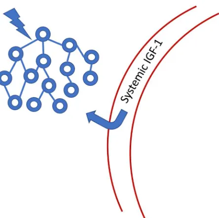 Figure 6: Systemic IGF-1 is transported through the blood-brain-barrier to the site of neuronal  activity