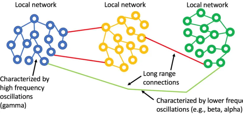 Figure 1: Small world network topology.  The highest density of synaptic connections is local and longer-range connections are sparse