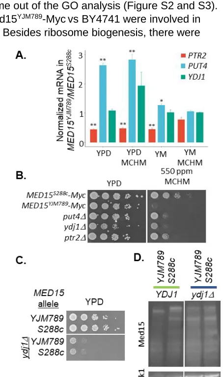 Figure 5  Conditions that affect the stability of Med15. (A) Expression levels of PTR2, PUT4, and YDJ1 extracted from RNAseq data from supplemental table ST1 (B) Plasmids containing Med15YJM789-Myc and Med15S288c-Myc were transformed into single mutants of